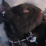 bunnies_sleeping_try_10100